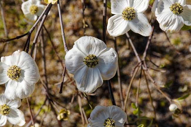 Jardin Botanique de la Bastide-037